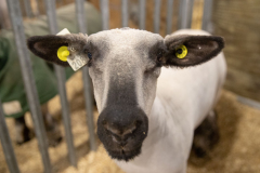 January 10, 2023: Senator Kearney attends the 2023 Pennsylvania Farm Show.
