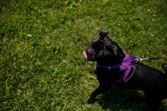 May 21, 2022: Senator Kearney partners with state Rep. Leanne Kruger for a Pet Expo. Local pet owners were invited to come out with their pets and enjoy a day of fun that included pets available for adoption, vendors, giveaways, treats, low-cost vaccines & microchips, and more.