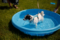 May 21, 2022: Senator Kearney partners with state Rep. Leanne Kruger for a Pet Expo. Local pet owners were invited to come out with their pets and enjoy a day of fun that included pets available for adoption, vendors, giveaways, treats, low-cost vaccines & microchips, and more.