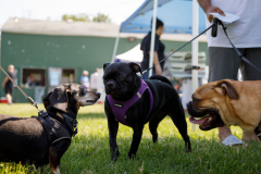 May 21, 2022: Senator Kearney partners with state Rep. Leanne Kruger for a Pet Expo. Local pet owners were invited to come out with their pets and enjoy a day of fun that included pets available for adoption, vendors, giveaways, treats, low-cost vaccines & microchips, and more.