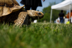 May 21, 2022: Senator Kearney partners with state Rep. Leanne Kruger for a Pet Expo. Local pet owners were invited to come out with their pets and enjoy a day of fun that included pets available for adoption, vendors, giveaways, treats, low-cost vaccines & microchips, and more.