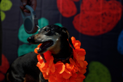 May 21, 2022: Senator Kearney partners with state Rep. Leanne Kruger for a Pet Expo. Local pet owners were invited to come out with their pets and enjoy a day of fun that included pets available for adoption, vendors, giveaways, treats, low-cost vaccines & microchips, and more.