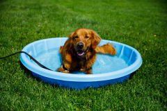 May 21, 2022: Senator Kearney partners with state Rep. Leanne Kruger for a Pet Expo. Local pet owners were invited to come out with their pets and enjoy a day of fun that included pets available for adoption, vendors, giveaways, treats, low-cost vaccines & microchips, and more.