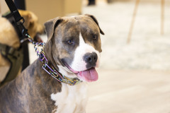 April 20, 2024: Sen. Kearney, along with state Rep. Lisa Borowski, hosted his annual Pet Expo at Newtown Square Presbyterian Church in Newtown Township, Delaware County.