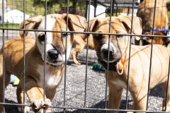 April 20, 2024: Sen. Kearney, along with state Rep. Lisa Borowski, hosted his annual Pet Expo at Newtown Square Presbyterian Church in Newtown Township, Delaware County.